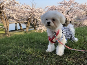 愛犬と一緒に桜